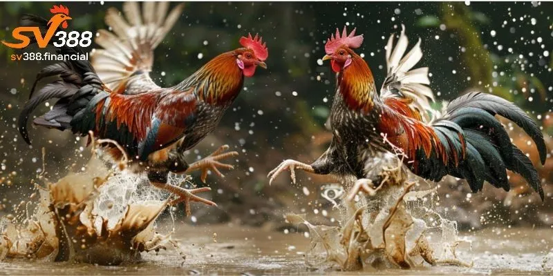 Các dịch vụ nổi bật tại đá gà SV388