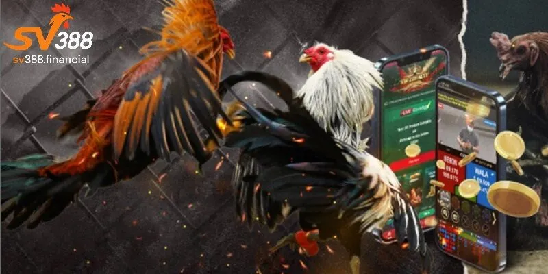Cập nhật các sự kiện đá gà trực tiếp mới nhất tại SV388