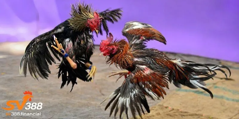 Mẹo chơi và lưu ý khi tham gia đá gà SV388