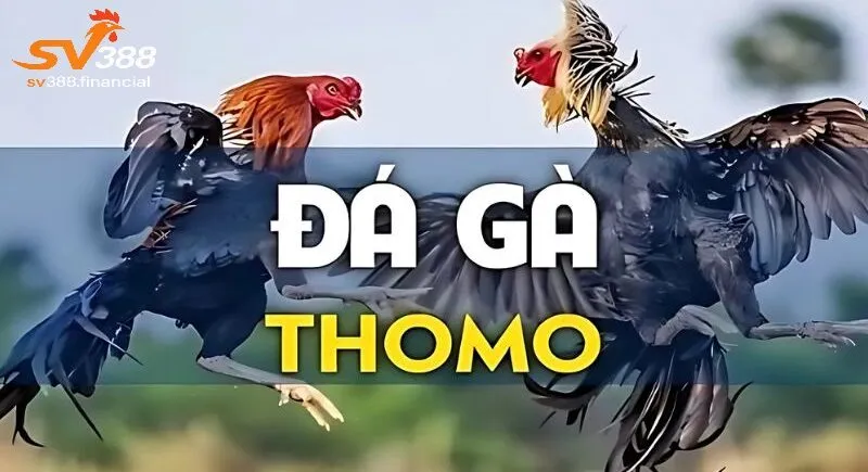 Sức hút vô song của đá gà thomo SV388
